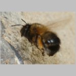 Anthophora plumipes - Pelzbiene w07b im Nestanflug - Lehmkuebel.jpg